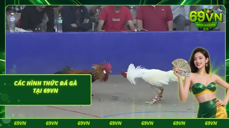 Tổng hợp những loại hình đá gà 69VN được ưa chuộng nhất