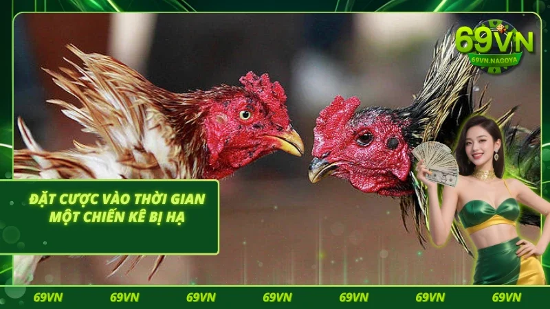 Đá gà C4 chọn thời điểm chiến kê bị hạ